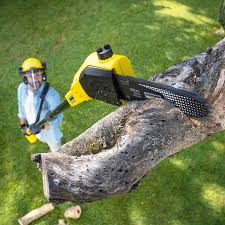 Best Lawn Disease Treatment  in Bellevle, IL